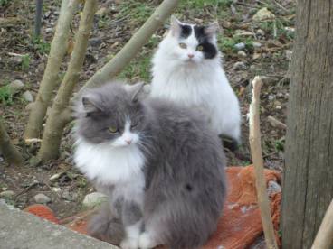 10171837_10152579100656109_5147337494666735181_n