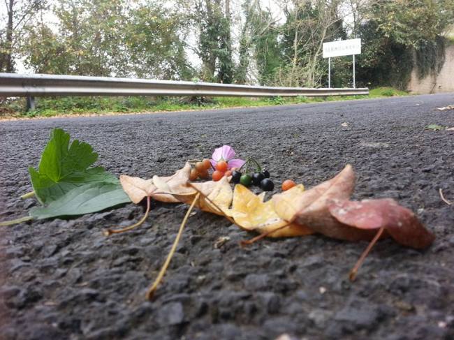 12241680_902216593192814_687936135428287961_n